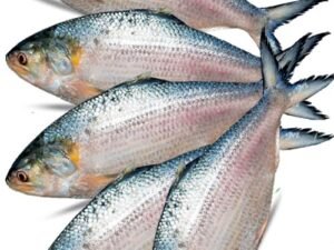 Tilapia