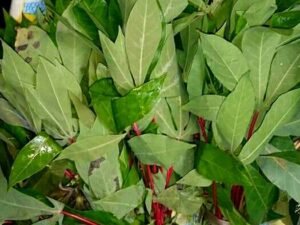 Feuilles de manioc (botte)